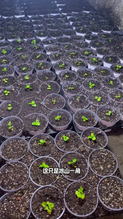 草莓籽播苗种植方法 你们的籽播草莓到哪个阶段啦？#草莓种植管理技术和方法 #记录我的种植生活 #盆栽草莓苗 #三农 #我的阳台小花园