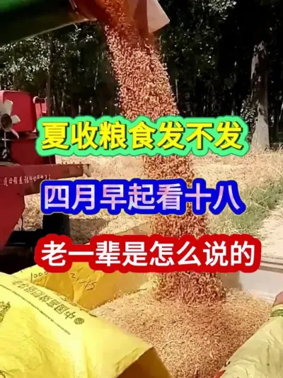夏收粮食发不发四月早起看十八老一辈是怎么说的 #农业谚语 #农谚 #农谚老话 #农业种植 #三农种植