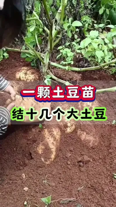 一颗土豆苗结十几个大土豆#土豆高产种植 #马铃薯种植 #洋芋种植 #土豆种植技术#三农种植