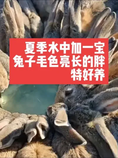 夏季水中加一样，兔子毛色亮长的胖，一整年都特别的好养 #三农#兔子#养殖#养兔人#养兔子
