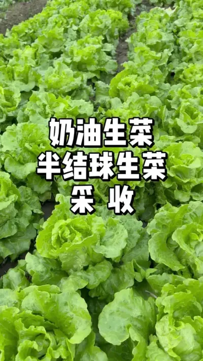 春季生菜采收 #生菜