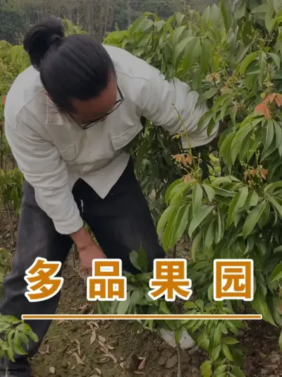 可以做个四季果园#广西灵山荔枝果苗#农业创业#抖音新农人计划2025#吕老师种果苗