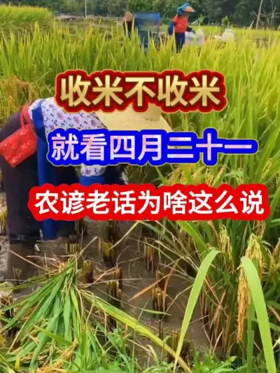 收米不收米就看四月二十一农谚老话为啥这么说 #农业谚语 #农业种植 #服务三农支持三农 #农谚 #农业天气谚语