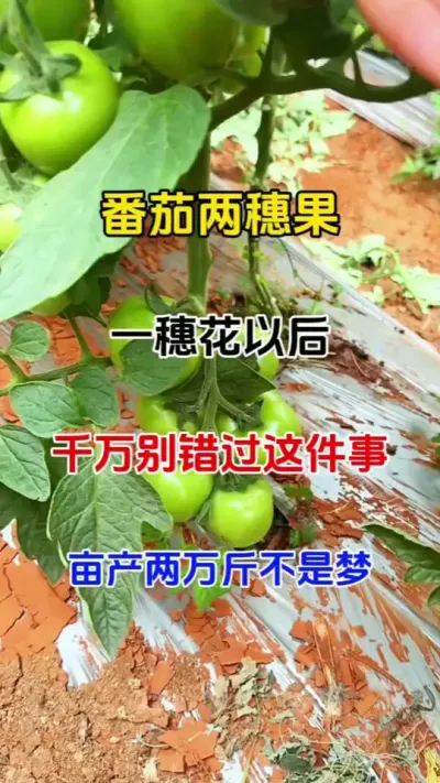 番茄两穗果，一穗花之后，做对这件事，亩产两三万斤不是梦#膨果 #番茄种植 #农业种植 #膨大剂