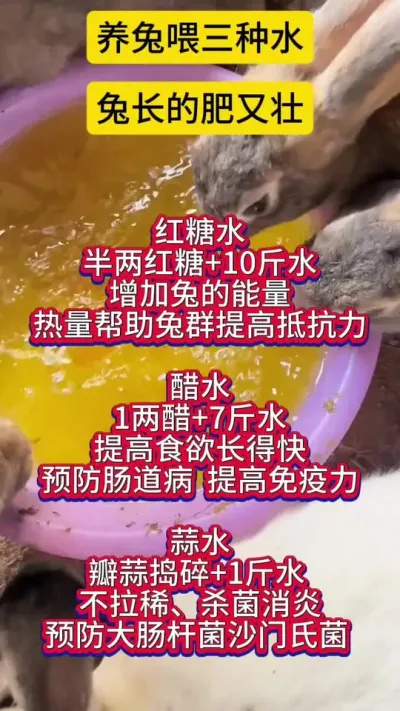 兔子喂三种水，增肥长膘，远离兔丙#兔子养殖 #养兔人 #肉兔养殖 #科学养兔