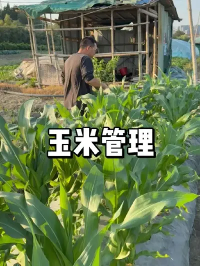 玉米结果期怎么去管理，虫害如何预防 