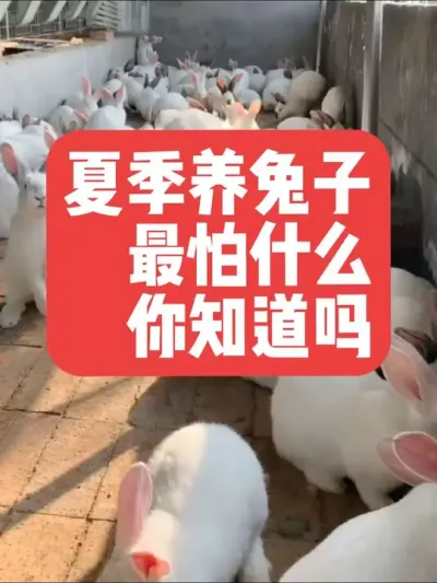 夏季养兔子，最怕什么，你知道吗？ #兔子#养殖#三农#养兔子#养兔人