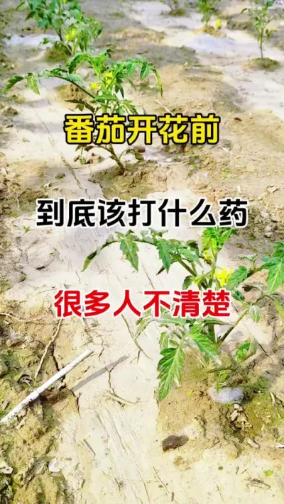 番茄开花前，到底该打什么药？很多人不清楚#番茄种植 #番茄促花 #促花保果 #抖音助农