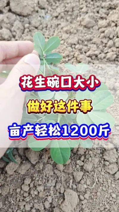 花生碗口大小，做好这件事，亩产轻松1200斤！#花生种植  #花生高产  #花生种植管理技术  #花生施肥