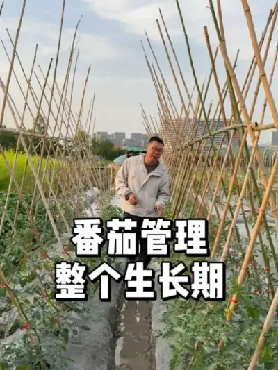 番茄整个生长期怎么去管理 