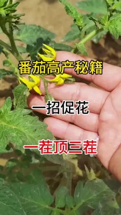 大揭秘让番茄爆花爆果的高产配方#番茄种植 #抖音助农 #促花保果
