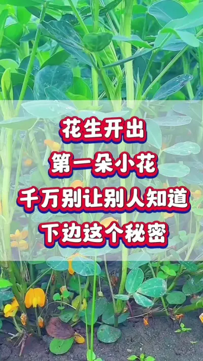 花生开出第一朵小花，千万别让别人知道这个秘密！#花生种植  #花生高产  #花生种植管理技术 #种花生