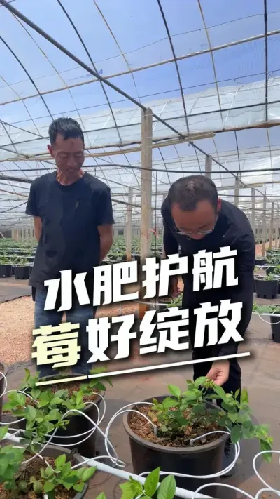 故地重游探蓝莓！水肥一体化赋能的蓝莓硕果满枝展佳#蓝莓种植 #水肥一体化 #设施助农 #精准灌溉