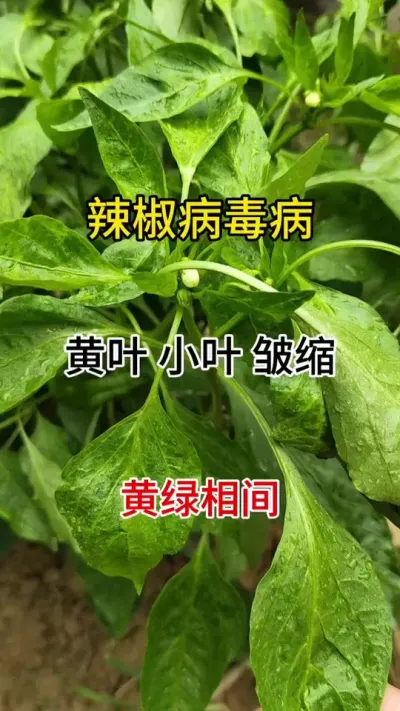 辣椒病毒病，一颗抱病，全都遭殃，一定要实时预防#99病毒清#抖音助农 #助力农业增产增收