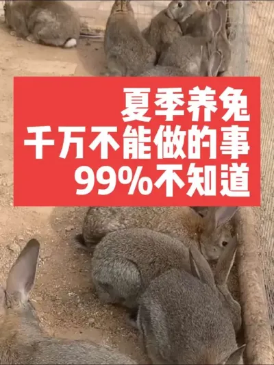 夏季养兔子，千万不能做的事，99%的人都不知道 #三农#养兔#兔子#养兔子#养兔人