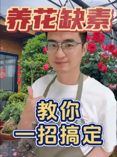 花卉绿植缺素都有哪些表现?#养花 #花卉绿植 #中微量元素