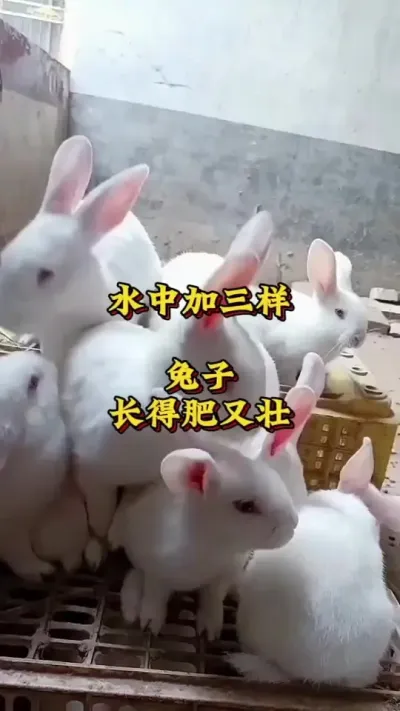 水中加三样，兔子长得肥又壮 #养兔人 #兔子 #肉兔养殖 #养兔技术交流中心#养兔人