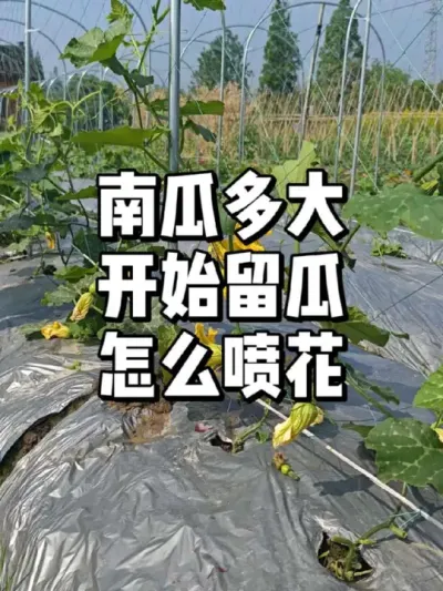 南瓜多少结位开始留瓜，怎么喷花坐果 