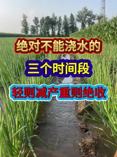 绝对不能浇水的三个时间段轻则减产重则绝收 #蔬菜种植 #农业种植 #种植小技巧 #三农 #分享农业知识帮农民增产增收