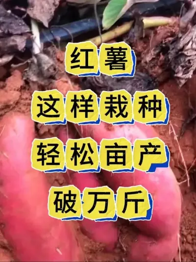 红薯种植 红薯这样移栽亩产破万斤#红薯种植 #红薯管理 #红薯 #红薯高产种植 #红薯高产