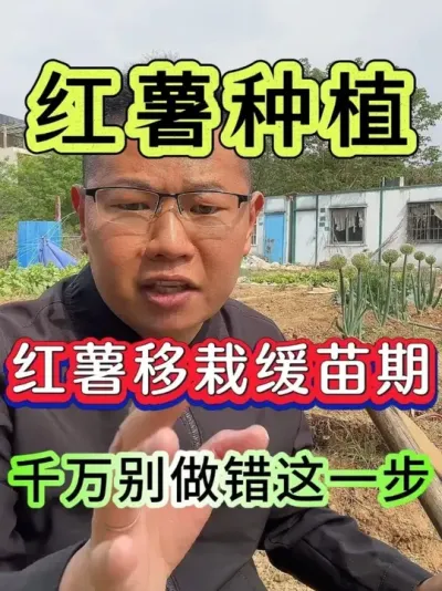红薯移栽缓苗15天后千万别做错这一步 #红薯 #红薯种植 #红薯高产种植 #红薯高产 #红薯大丰收
