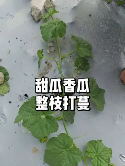 甜瓜如何整枝打蔓 