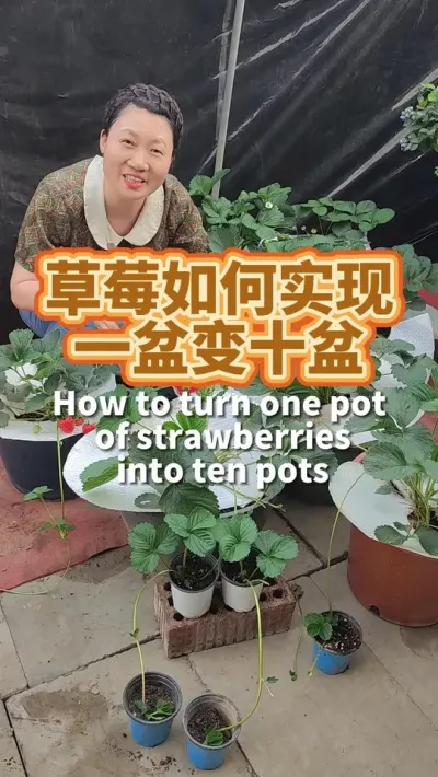 阳台草莓 5月结完最后批就可以留匍匐茎繁衍下一代了。用装好的营养土的小钵钵接住，一周就生白根了。#阳台种植 #楼顶菜园 #自己种菜  #阳台盆栽 #草莓种植