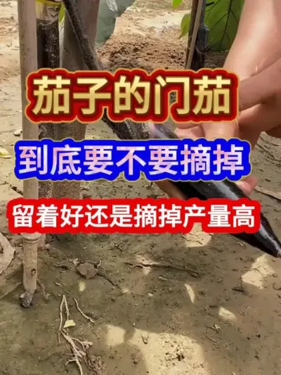 茄子的门茄到底要不要摘掉留着好还是摘掉产量高 #茄子种植 #农业种植 #种植小技巧 #三农 #分享农业知识帮农民增产增收
