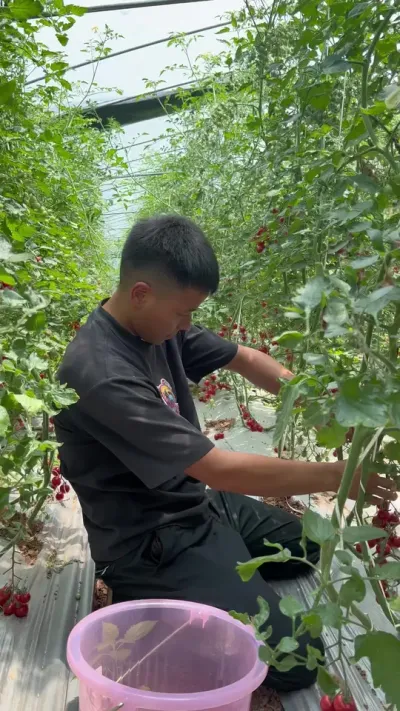 半年的时间才开始收获，太难了！#返乡创业新农人 #记录我的种植生活