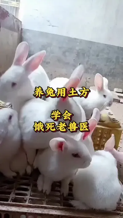 养兔用土方，学会饿死老兽医 #养兔人 #兔子 #肉兔养殖 #养兔技术交流中心#养兔三分靠管理七分靠技术
