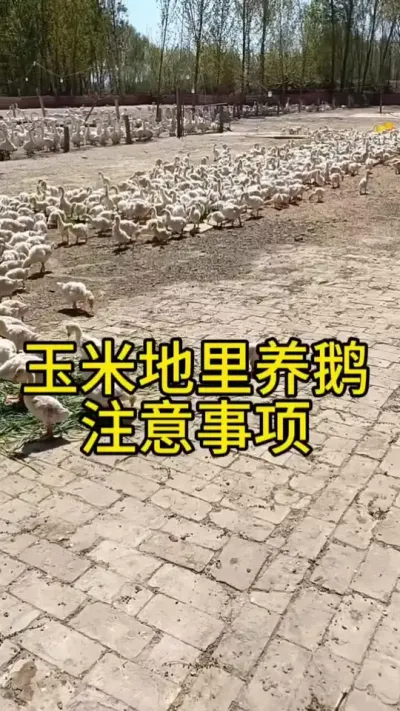 #肉鹅养殖 #养鹅人 #养鹅技术分享 #禽病防治 #科学养鹅