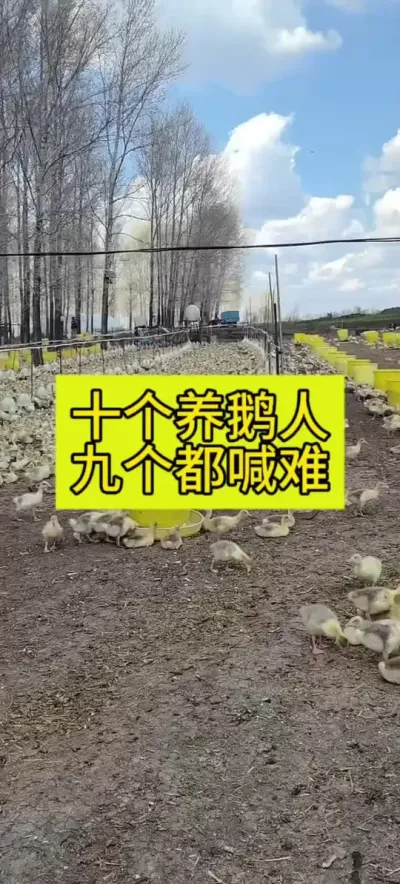 #肉鹅养殖 #养鹅人 #养鹅技术分享 #养鹅流程 #养殖