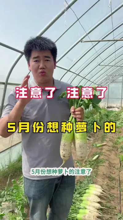 #青萝卜#蔬菜种植#新农人 #2025新农人计划乡村振兴蓝图 #三农