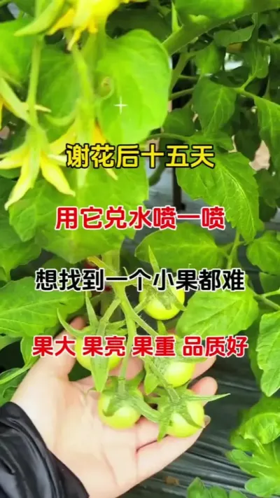 揭秘膨果神器！坐果到采收这样用，果大亮又甜。果树，蔬菜，草莓等开花结果类，果子小，都适用，安全无激素#膨果 #膨果增甜 #番茄种植 #抖音助农