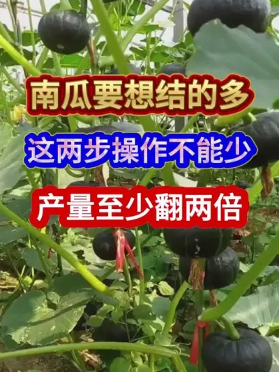 南瓜要想结的多这两步操作不能少产量至少翻两倍 #南瓜种植 #农业种植 #三农种植 #种植小技巧 #分享农业知识帮农民增产增收