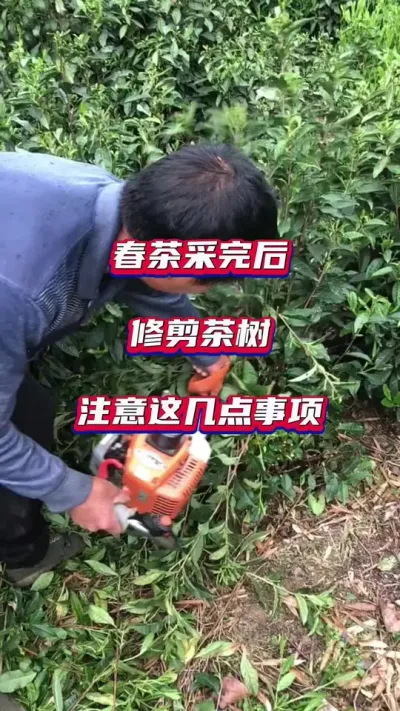 #茶树修剪需要注意什么事项？#茶树种植技术与管理 #春茶修剪要点
