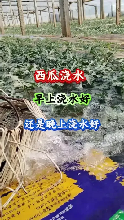 西瓜种植 西瓜浇水早上浇水好还是晚上浇水好 #西瓜种植 #西瓜管理 #西瓜高产 #病害防治