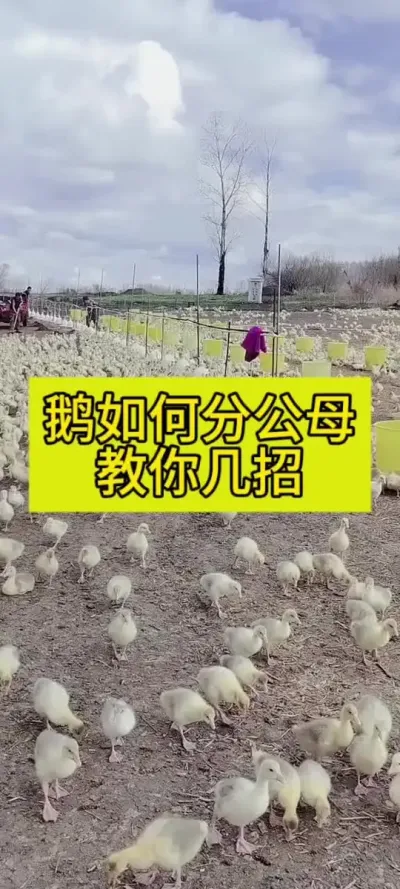 #肉鹅养殖 #鹅 #养鹅技术 #养鹅人 #养殖