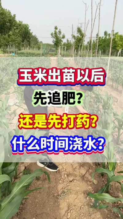 玉米出苗之后，先追肥，还是先浇水？什么时候打药？#玉米种植 #玉米浇水 #玉米施肥 #玉米高产 #种玉米