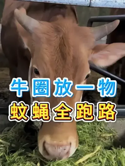 牛圈放一物蚊蝇全跑路 #养牛人 #三农 #养牛人 #养殖