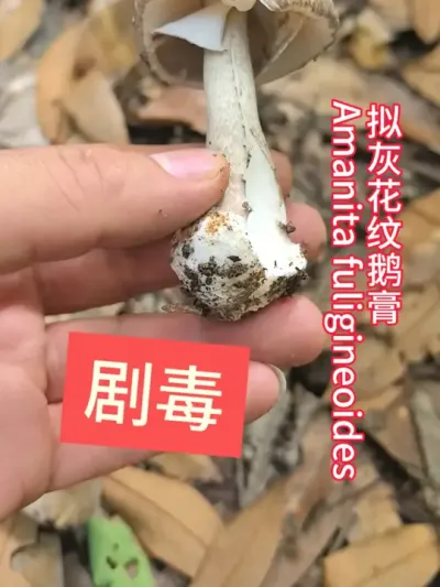ݣһƶAmanita fuligineoides綾ע#Ģ #Ģ #Ģ