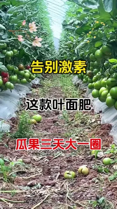 种植大户私藏！18种营养让果实疯狂生长#膨果 #膨果增甜 #番茄种植 #果树膨果