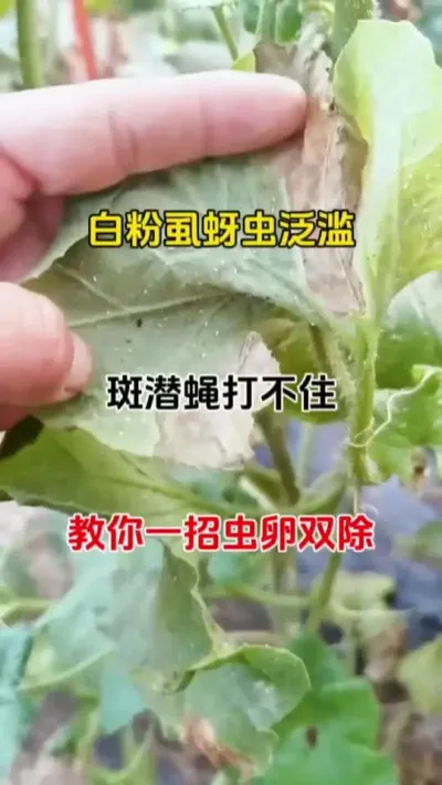 溦#ݪֲ #ũ#ũ
