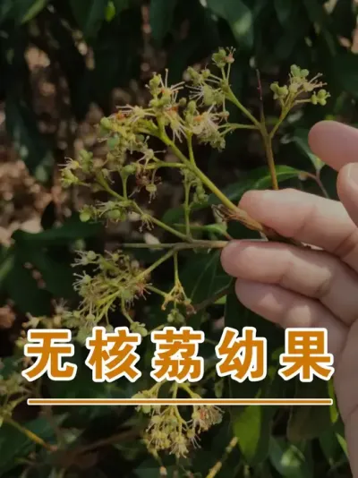 无核荔的幼果#广西灵山荔枝果苗#农业创业#抖音新农人计划2025#吕老师种果苗