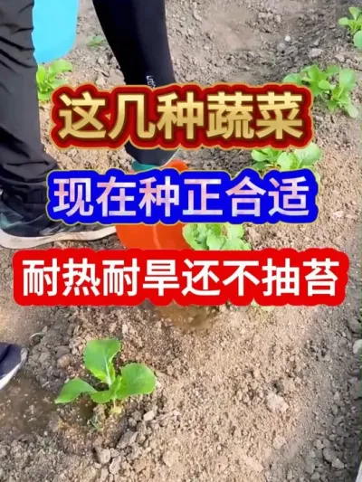 这几种蔬菜现在种正合适耐热耐旱还不抽苔 #蔬菜种植 #种植小技巧 #农业种植 #三农 #分享农业知识帮农民增产增收