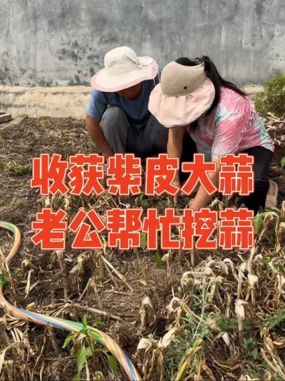 为了媳妇能顺利完成收大蒜任务，老公顶着烈日帮忙挖了紫皮蒜，太多了挖到不想挖，很多朋友担心用钉子剥蒜苔会影响大蒜生长，但以媳妇多年剥蒜苔的经验，大蒜又迎来了大丰收，媳妇乐得合不拢嘴#大蒜 #大蒜种植 #
