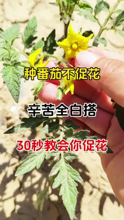 种番茄不促花，一年劳作全白搭，花多才能产量高花好才能品质好#番茄种植 #促花保果 #三农种植 #促花催花座果灵