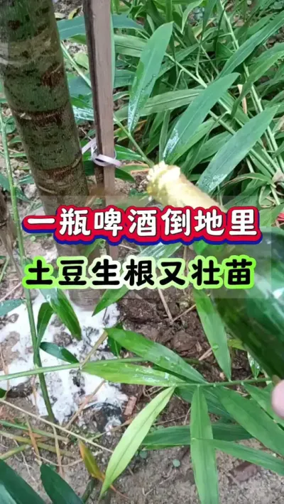 一瓶啤酒倒在地里土豆生根又壮苗#土豆高产种植 #马铃薯种植 #洋芋种植 #三农种植 #土豆种植技术