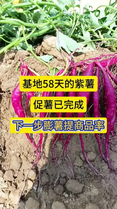 基地58天的紫薯这结薯率杠杠滴，促薯事情已竣事，下一步膨薯补肥，提高薯块的商品率！#红薯高产 #紫薯 #薯帮主红薯植保 #红薯莳植手艺