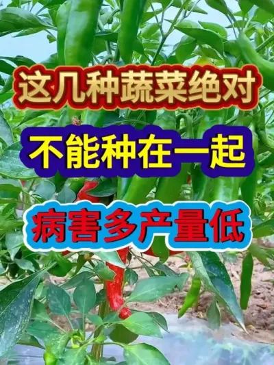 这几种蔬菜绝对不能种在一起病害多产量低 #蔬菜种植 #三农 #种植小技巧 #农业种植 #西红柿种植